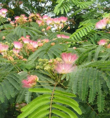 Produktbild von Seidenbaum ´TROPICAL DREAM´ 30-40 cm, Cont. 3 l