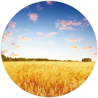 Produktbild von Wallario Premium Glasbild, freischwebende Optik, kräftige Farben, rund 50cm Durchmesser, Motiv Weizenfeld unter blauem Himmel