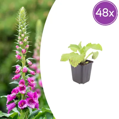 Zdjęcie produktu dla Digitalis purpurea | 48 sztuk - 10-25cm - Ø9cm - Roślina ogrodowa