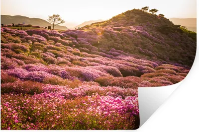 Obrázok produktu pre MuchoWow® Nálepka na stenu - Kopcovité vresovisko - 30x20cm - Samolepiaca a polohovateľná