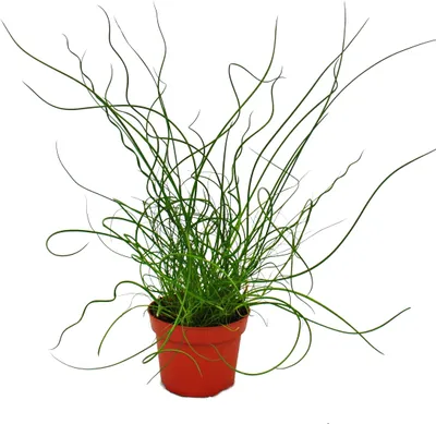 Produktbild von Liebeslocke, Juncus effusus Spiralis, Korkenzieherbinse 12cm