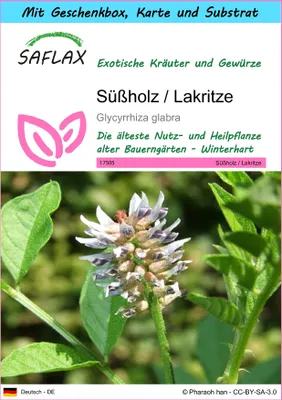 Produktbild von SAFLAX - Geschenk Set - Kräuter - Süßholz / Lakritze - 30 Samen - Mit Geschenk- / Versandbox, Versandaufkleber, Geschenkkarte und Anzuchtsubstrat - Glycyrrhiza glabra