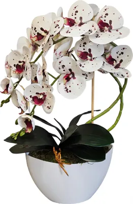 Immagine prodotto di Orchidea artificiale Damich, fiori, in gomma, 2pgk