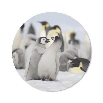 Produktbild von MuchoWow® Mauspad Mousepad Pinguine - Schnee - Tiere 40x40 cm - Mousepads - Maus Mat - Pad - Mausunterlage - Schreibtisch Accessoires