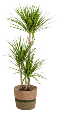 Productafbeelding van Dracaena Marginata 'Green' met mand - 110-130cm - Ø21cm - Kamerplant - Groenblijvend