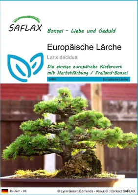 Produktbild von SAFLAX - Europäische Lärche - Larix decidua - 75 Samen