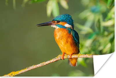 Produktbild von MuchoWow® Poster Vogel - Eisvogel - Zweig - Blätter - Moos 120x80 cm - Bilder