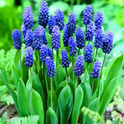 Obrázok produktu pre Modré hrozno - 10 x Muscari latifolium