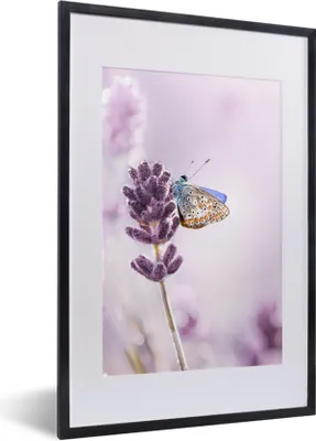 Produktbild von MuchoWow® Gerahmtes Poster Lavendel - Schmetterling - Nahaufnahme - Lila 40x60 cm - Poster mit Schwarzem Bilderrahmen Wandposter Rahmen Foto Bilder - Poster in Rahmen