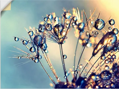Produktbild von ARTland Wandbild, selbstklebend Pusteblume Glitzertau Größe: 80x60 cm