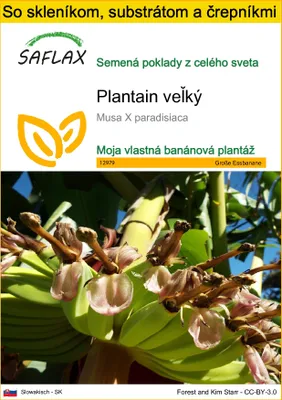 Obrázok produktu pre SAFLAX Kultivačný set - Plantain veľký - Musa X paradisiaca - 10 Semená - S mini skleníkom, pestovateľským substrátom a 2 črepníkmi