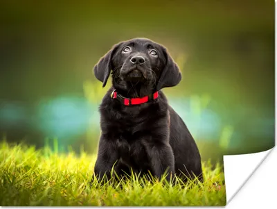 Produktbild von MuchoWow® Poster Ein schwarzer Labrador Retriever schaut auf 160x120 cm - Foto Plakat