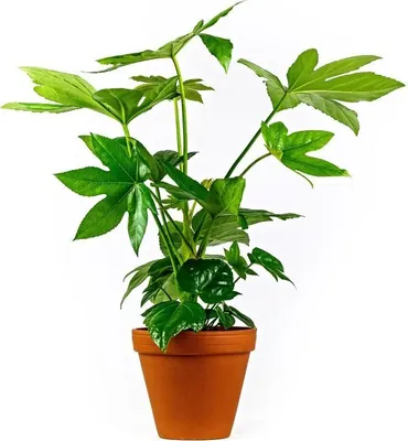 Obrázek produktu pro Gardners Fatsia japonica, průměr 12 cm