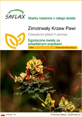 Zdjęcie produktu dla SAFLAX - Zimotrwały Krzew Pawi - 10 Nasiona - Caesalpinia gillesii X spinosa