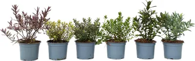 Produktbild von Strauchveronika - 12 Stk - Hebe pinguifolia - Höhe 15-20cm - ⌀11cm