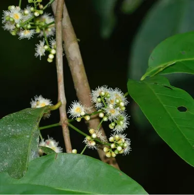 Obrázek produktu pro Daun salam (Syzygium polyanthem) – 3 semena