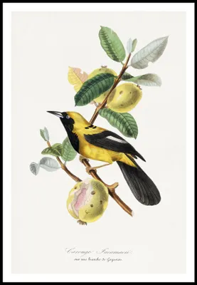 Obrázok produktu pre Plagát 61 x 91,5 cm Jacamar, Paul Gervais Vintage pre salón