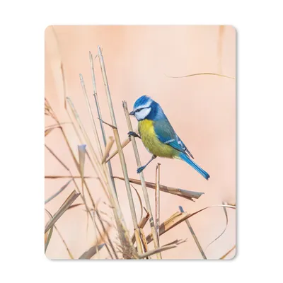 Produktbild von MuchoWow® Mauspad Mousepad Vogel - Blaumeise - Schilf 30x40 cm - Mousepads - Maus Mat - Pad - Mausunterlage - Mausmatten