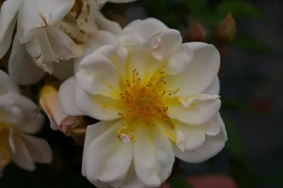 Produktbild von Kletterrose Lykkefund® - Rosa Lykkefund® - cremeweiß - Duft++++ - Ramblerrose