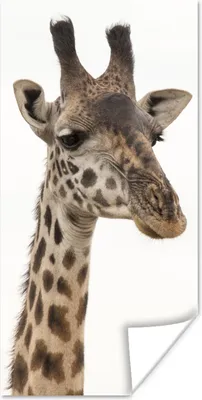 Produktbild von MuchoWow® Poster Giraffe - Tier - Weiß 20x40 cm - Plakat - Foto