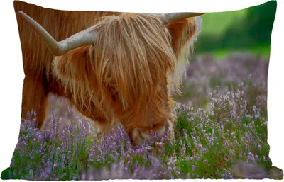 Produktbild von MuchoWow® Outdoor Kissen - Schottische Hochlandrind - Gras - Heidekraut - Tiere - 60x40 cm - Wetterfest - Lounge Kissen - Zierkissen - Kissen für Innenräume