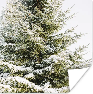 Produktbild von MuchoWow® Poster Winter - Baum - Schnee 50x50 cm - Wohnzimmerdekoration