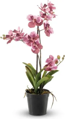 Obrázok produktu pre Umelá orchidea Vanda, 60 cm, staroružová, umelá orchidea v črepníku