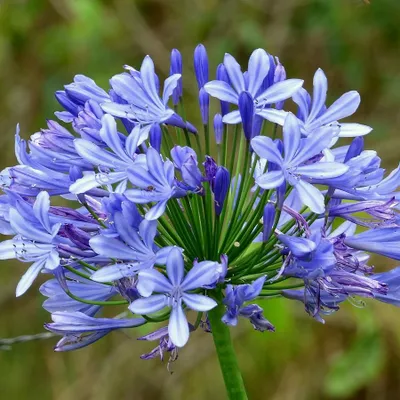 Produktbild von Afrikanische Lilie (Agapanthus praecox) - 20 Samen
