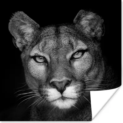 Produktbild von MuchoWow® Poster Porträtfoto eines Pumas auf schwarzem Hintergrund 100x100 cm - Babyzimmer