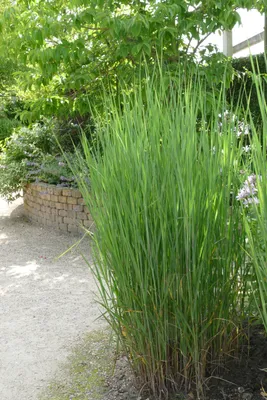 Produktbild von Rutenhirse - Panicum virgatum Northwind 3 Liter-Topf