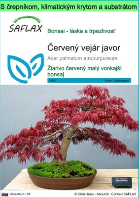Obrázok produktu pre SAFLAX Garden to go - Červený vejár javor - Acer palmatum atropurpureum - 20 Semená - S črepníkom, klimatickým vekom a pestovateľským substrátom