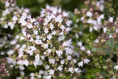 Produktbild von Origanum vulgare 'Compactum', Oregano, aromatisch, ca. 9x9 cm Topf