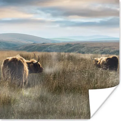 Produktbild von MuchoWow® Poster Schottische Highlander - Nebel - Gras 100x100 cm - Babyzimmer