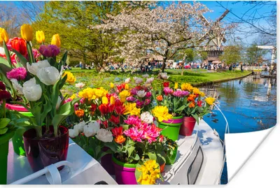 Produktbild von MuchoWow® Poster Boot mit Tulpen auf dem Keukenhof in Südholland 120x80 cm - Bilder