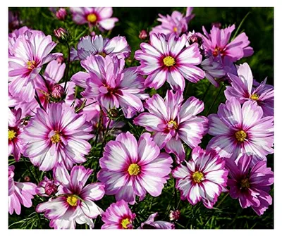 Produktbild von Blumensamen Capriola Cosmee Portion