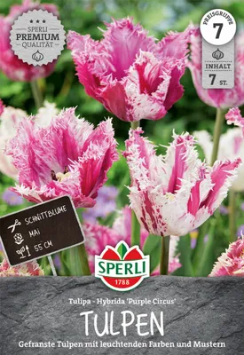 Produktbild von SPERLI Premium Gefranste Tulpe Purple Circus Tulipa hybrids 7 Zwiebeln