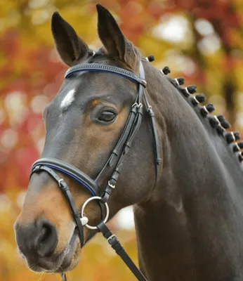 Immagine prodotto di Waldhausen Briglia Star Diamond Blu MSH