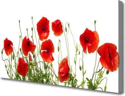 Produktbild von Tulup Leinwand-Bilder 100x50 Wandbild Canvas Kunstdruck Mohnblumen Pflanzen