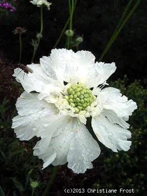 Produktbild von 6 x Garten-Skabiose Perfecta Alba, weißer Dauerblüher, Tb 9