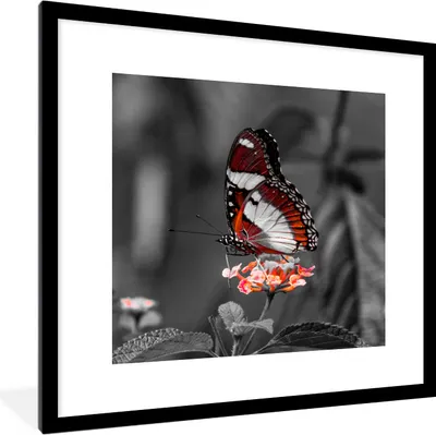 Produktbild von MuchoWow® Gerahmtes Poster Schmetterling - Tiere - Blumen - Schwarz und weiß - Orange 40x40 cm - Poster mit Schwarzem Bilderrahmen Wandposter Rahmen Foto Bilder - Poster - Plakat im Rahmen