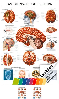 Produktbild von Gehirn Mini-Poster Anatomie 34x24 cm medizinische Lehrmittel
