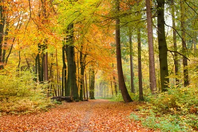 Produktbild von Fototapete - Autumn Forest 375x250cm - Vliestapete