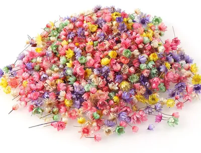 200 echte Trockenblumen für Basteln und Dekoration