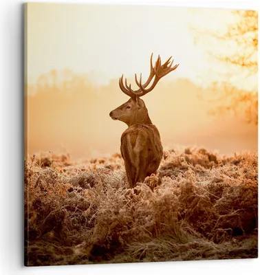 Produktbild von Bild auf Leinwand - Leinwandbild - Hirsch Natur Feld - 60x60cm - Wand Bild - Wanddeko - Wandbilder - Leinwanddruck - Bilder - Kunstdruck - Wanddekoration - Leinwand bilder - Wandkunst - AC60x60-3632