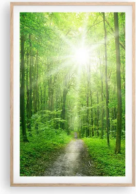 Produktbild von Gerahmtes Poster - Rahmen in heller Eiche - Sonnenstrahlen Wald Sommer - 61x91,5 cm - Wand Bild - Wanddeko - Wandbilder - Wandposter - Bilderrahmen - Bilder - Kunstdruck - Wandbild - P2NPA61x91-2689