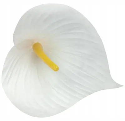 Produktbild von Vipolimex Calla-Köpfe Künstliche Deko Weiß 12 Stück
