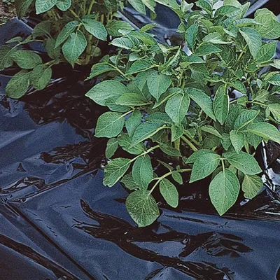 Produktbild von Unkrautfolie Gartenfolie schwarz Mulchfolie Unkrauthemmfolie 1,2x10m