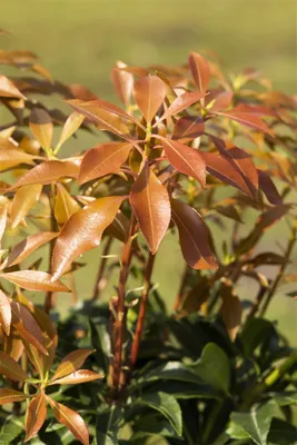 Produktbild von Pieris japonica 'Mountain Fire', Japanische Lavendelheide, 30–40 cm
