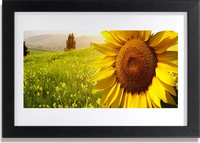 Produktbild von Bild 30x20 MDF-Rahmen Wandkunst Sonnenblume Pflanze