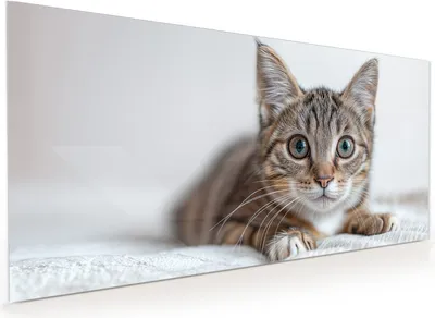 Produktbild von Küchenrückwand Spritzschutz Glas mit Motiv Süße Kleine Katze 40 x 40 cm